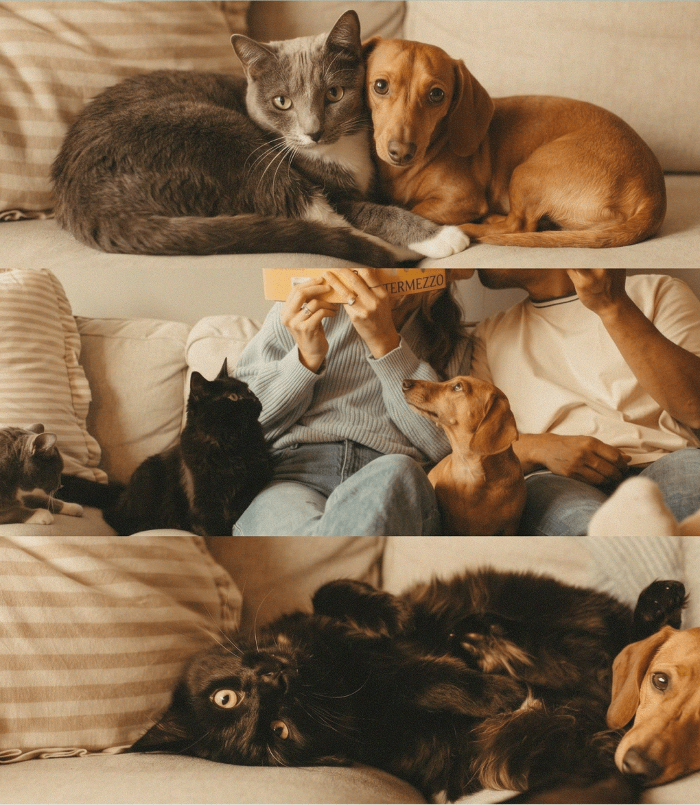 Cats and a dachshund at home with their family
